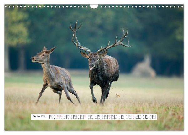 Produktbild: Faszination Hirschbrunft (Wandkalender 2026 DIN A3 quer), CALVENDO Monatskalender