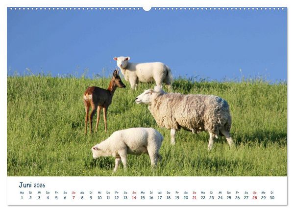 Produktbild: Butjadingen. Impressionen zwischen Jade und Nordsee (Wandkalender 2026 DIN A2 quer), CALVENDO Monatskalender