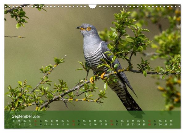 Produktbild: Kuckuck,Kuckuck,rufts aus dem Wald (Wandkalender 2026 DIN A3 quer), CALVENDO Monatskalender