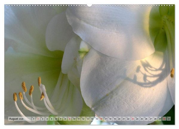 Produktbild: Amaryllis-Bl&uuml;ten (Wandkalender 2026 DIN A2 quer), CALVENDO Monatskalender