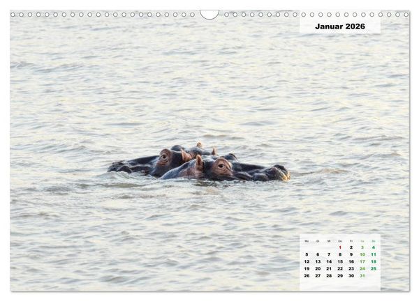 Produktbild: Nilpferde, Kolosse im Wasser (Wandkalender 2026 DIN A3 quer), CALVENDO Monatskalender