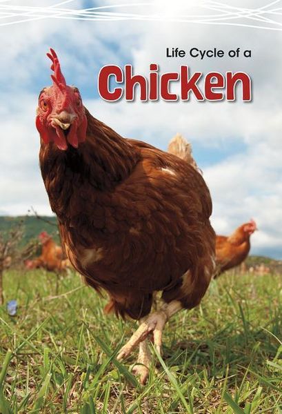 Produktbild: Life Cycle of a Chicken