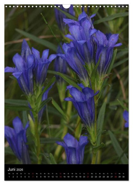 Produktbild: Seltene Wildblumen (Wandkalender 2026 DIN A3 hoch), CALVENDO Monatskalender