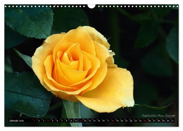 Produktbild: Edle Rosen (Wandkalender 2026 DIN A3 quer), CALVENDO Monatskalender