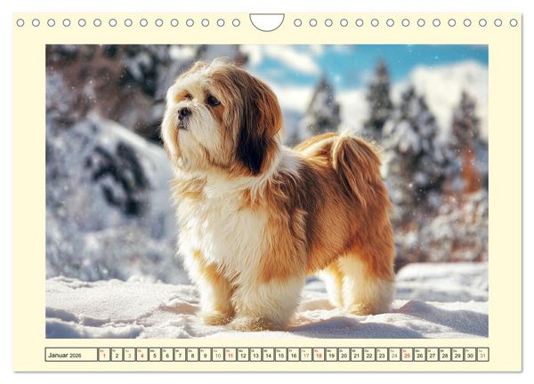 Produktbild: Lhasa Apso Charme. Die kleinen H&uuml;ter des Gl&uuml;cks (Wandkalender 2026 DIN A4 quer), CALVENDO Monatskalender