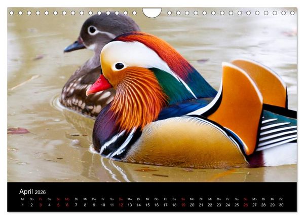 Produktbild: Mannheimer Waldpark (Wandkalender 2026 DIN A4 quer), CALVENDO Monatskalender