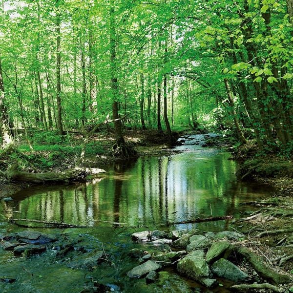 Produktbild: Unser Wald / Forest Nature 2027