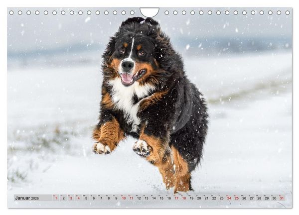 Produktbild: Berner Sennenhunde - Mit jedem Blick ein St&uuml;ck Geborgenheit (Wandkalender 2026 DIN A4 quer), CALVENDO Monatskalender