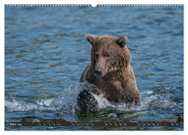 Produktbild: Grizzlyb&auml;ren im Katmai Nationalpark Alaska (Wandkalender 2026 DIN A2 quer), CALVENDO Monatskalender