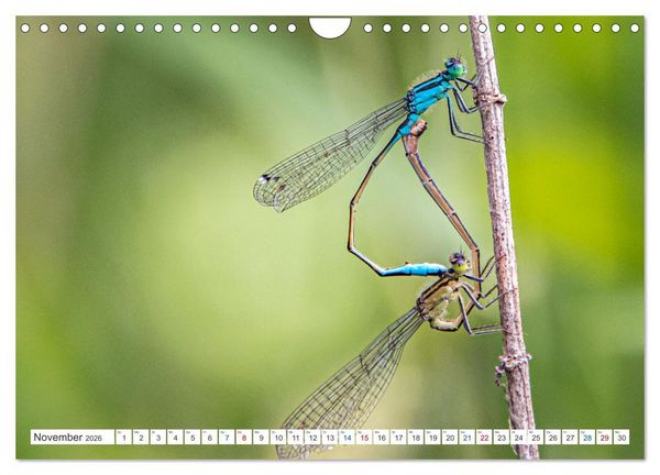 Produktbild: Kleines ganz gro&szlig; - Makrofotografie (Wandkalender 2026 DIN A4 quer), CALVENDO Monatskalender