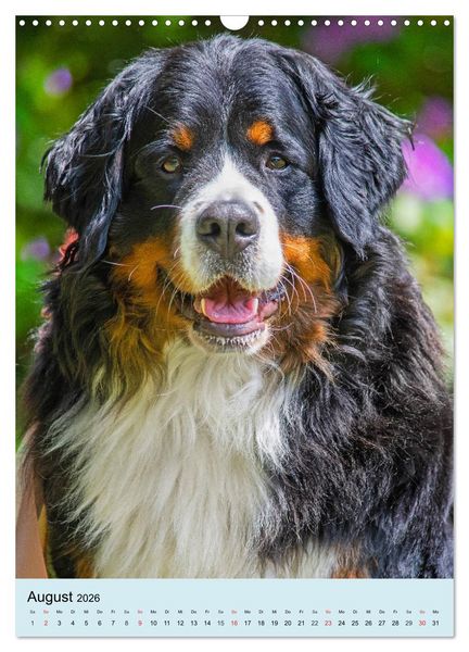 Produktbild: Berner Sennenhund - stark , sch&ouml;n und liebenswert (Wandkalender 2026 DIN A3 hoch), CALVENDO Monatskalender