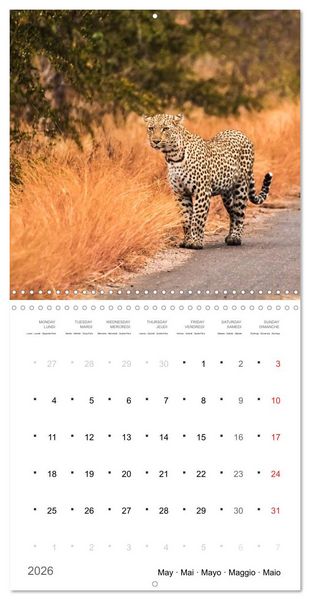 Produktbild: Adventure South Africa 2026 (Wall Calendar 2026 12 &times; 12 Inch) CALVENDO 12 Month Wall Calendar
