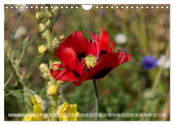 Produktbild: Mohn (Wandkalender 2026 DIN A4 quer), CALVENDO Monatskalender