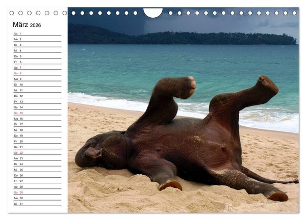 Produktbild: Elefanten - Wasserspa&szlig; am Strand (Wandkalender 2026 DIN A4 quer), CALVENDO Monatskalender