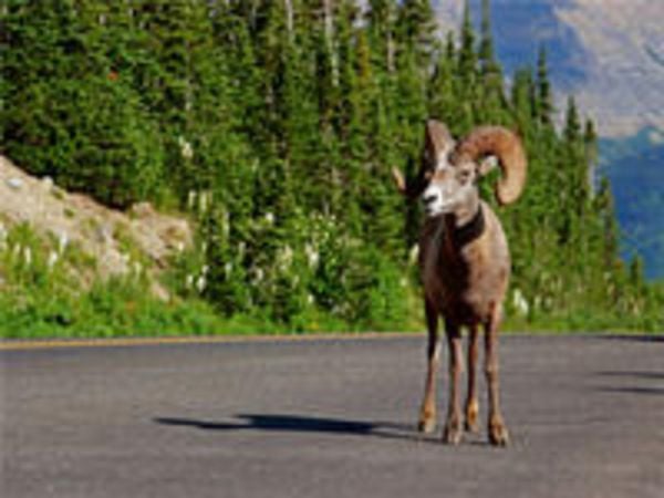 CALVENDO Puzzle Dickhornschaf am Icefields Parkway in Alberta (Kanada) | 1000 Teile Lege-Größe 64x48cm Foto-Puzzle für glückliche Stunden