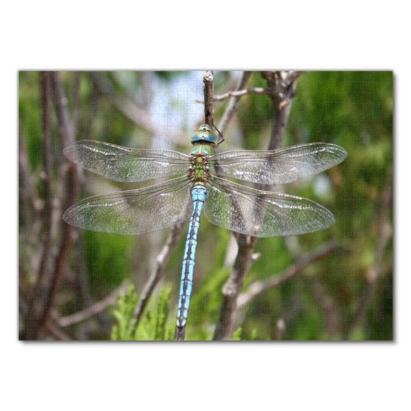 Produktbild: Lais Puzzle Libelle 1000 Teile
