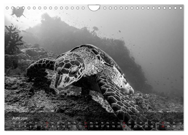 Produktbild: Schildkr&ouml;ten des Ozeans (Wandkalender 2026 DIN A4 quer), CALVENDO Monatskalender