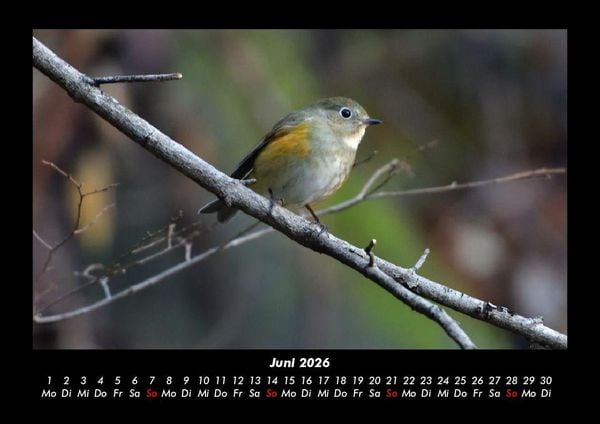 Produktbild: Welt der Tiere 2026 Fotokalender DIN A3