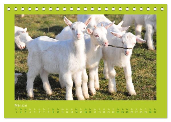 Produktbild: Ziegenkalender 2026 (Tischkalender 2026 DIN A5 quer), CALVENDO Monatskalender