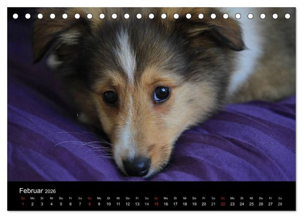 Produktbild: Shelties 2026 (Tischkalender 2026 DIN A5 quer), CALVENDO Monatskalender