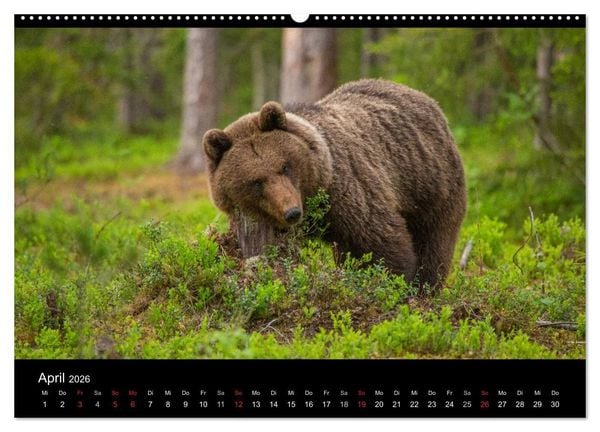 Produktbild: Naturwucht Skandinavien (hochwertiger Premium Wandkalender 2026 DIN A2 quer), Kunstdruck in Hochglanz