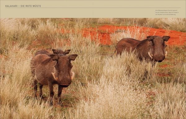 Produktbild: KUNTH Südafrika. Das Buch (Magnum-Ausgabe)