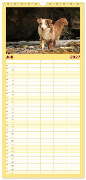 Produktbild: Familienplaner 2027 - Australian Shepherd - Treue Blicke, wilde Herzen mit 5 Spalten (Wandkalender, 21 x 45 cm) CALVENDO