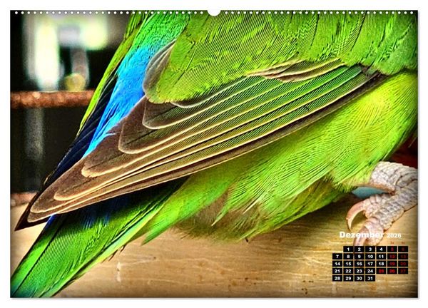 Produktbild: Die Unzertrennlichen (hochwertiger Premium Wandkalender 2026 DIN A2 quer), Kunstdruck in Hochglanz