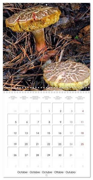 Produktbild: Champignons grignot&eacute;s (Calendrier mural carr&eacute; 2026 30x30 cm) Calendrier double avec une page pour vos prises de notes