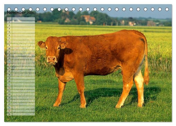 Produktbild: Rinder auf dem Lande (Tischkalender 2026 DIN A5 quer), CALVENDO Monatskalender
