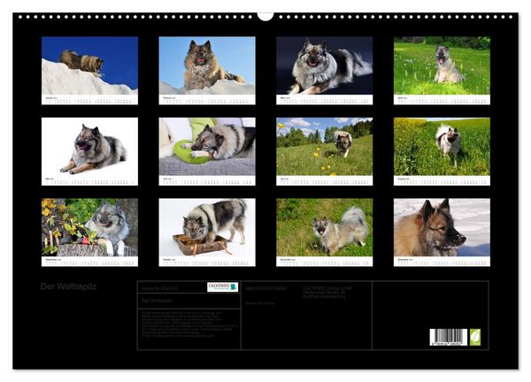 Produktbild: Der Wolfsspitz (Wandkalender 2026 DIN A2 quer), CALVENDO Monatskalender