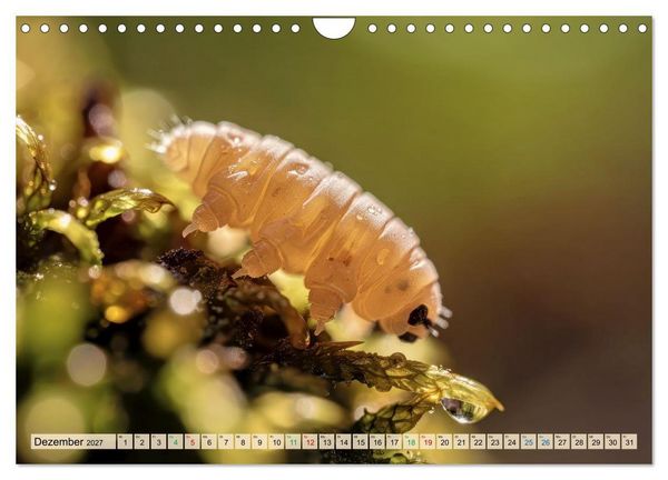 Produktbild: Die kleinsten Tiere - Weltweit (Wandkalender 2027 DIN A4 quer), CALVENDO Monatskalender