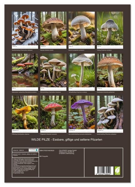 Produktbild: WILDE PILZE - Essbare, giftige und seltene Pilzarten (Wandkalender 2026 DIN A3 hoch), CALVENDO Monatskalender
