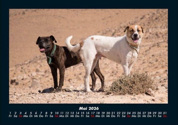 Produktbild: Hunde 2026 Fotokalender DIN A4