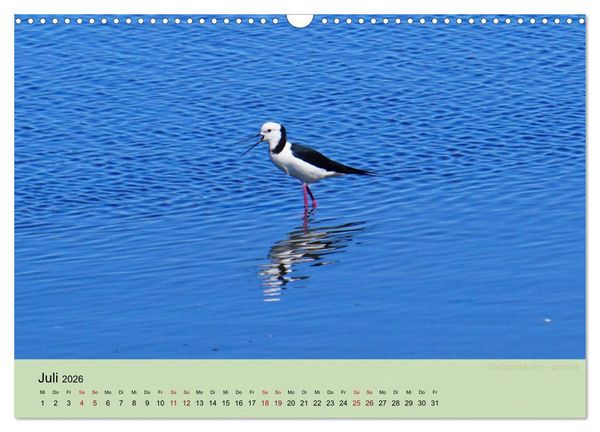 Produktbild: Neuseelands Vogelwelt (Wandkalender 2026 DIN A3 quer), CALVENDO Monatskalender