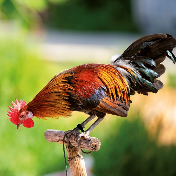 Produktbild: Tiere vom Bauernhof / Farm Animals 2027