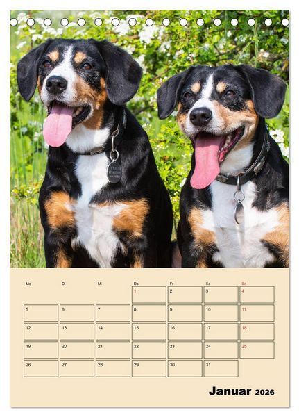Produktbild: Jahresplaner Entlebucher Sennenhund (Tischkalender 2026 DIN A5 hoch), CALVENDO Monatskalender
