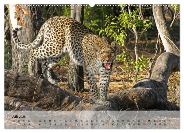 Produktbild: Leoparden. Elegante J&auml;ger (hochwertiger Premium Wandkalender 2026 DIN A2 quer), Kunstdruck in Hochglanz