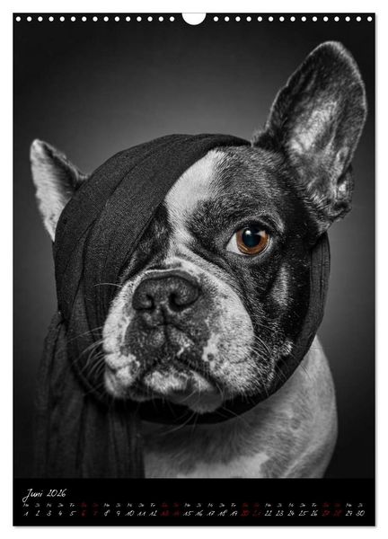 Produktbild: Hunde-Augen-Blicke (Wandkalender 2026 DIN A3 hoch), CALVENDO Monatskalender