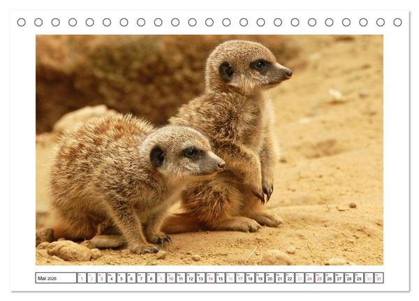 Produktbild: Kleine Schelme - Tierbabys (Tischkalender 2026 DIN A5 quer), CALVENDO Monatskalender
