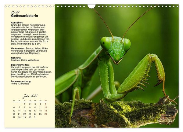 Produktbild: Insekt des Jahres (Wandkalender 2026 DIN A3 quer), CALVENDO Monatskalender