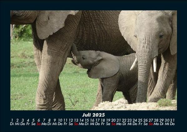 Produktbild: Elefanten - Die sanften Riesen Afrikas 2025 Fotokalender DIN A5