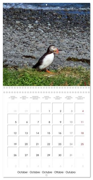 Produktbild: Puffin Pals (Wall Calendar 2026 12 &times; 12 Inch) CALVENDO 12 Month Wall Calendar