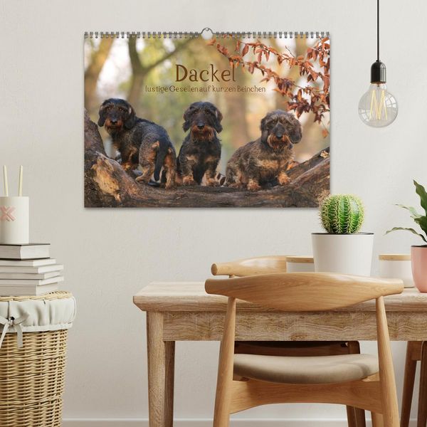 Produktbild: Dackel - lustige Gesellen auf kurzen Beinchen (Wandkalender 2026 DIN A3 quer), CALVENDO Monatskalender