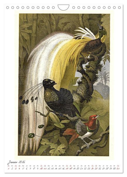 Produktbild: Formenspiele der Evolution. Chromolithographien des 19. Jahrhunderts (Wandkalender 2026 DIN A4 hoch), CALVENDO Monatskalender