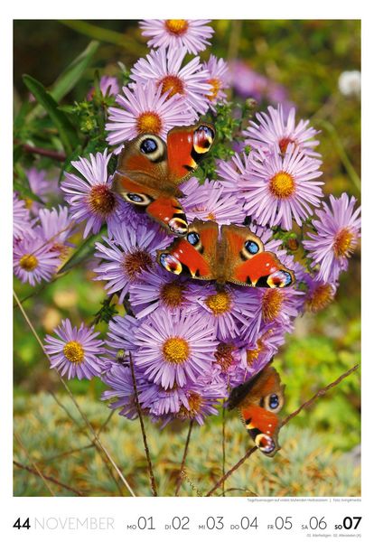 Produktbild: Garten Wochenkalender 2027
