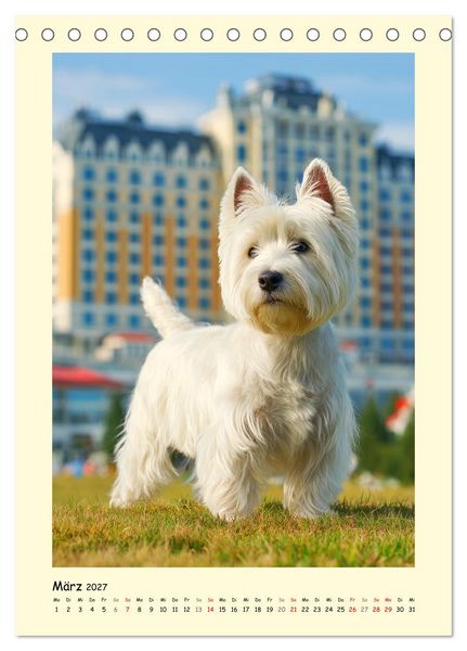 Produktbild: S&uuml;&szlig;er Wuschelkopf. West Highland White Terrier Momente (Tischkalender 2027 DIN A5 hoch), CALVENDO Monatskalender