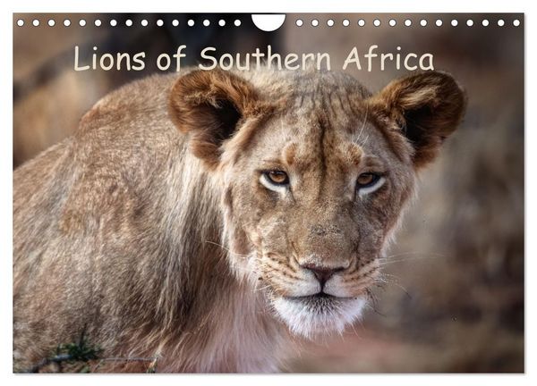 Produktbild: Lions of Southern Africa (Wall Calendar 2026 DIN A4 landscape), CALVENDO 12 Month Wall Calendar