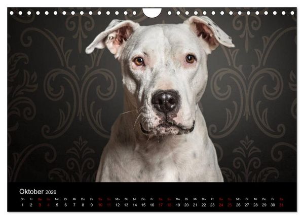 Produktbild: DOGO ARGENTINO (Wandkalender 2026 DIN A4 quer), CALVENDO Monatskalender