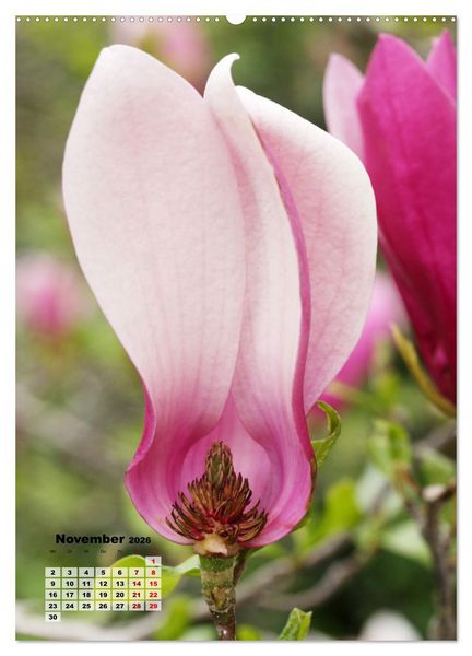 Produktbild: Magnolien Ein Fr&uuml;hlingstraum (hochwertiger Premium Wandkalender 2026 DIN A2 hoch), Kunstdruck in Hochglanz